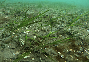 Eelgrass Surveys